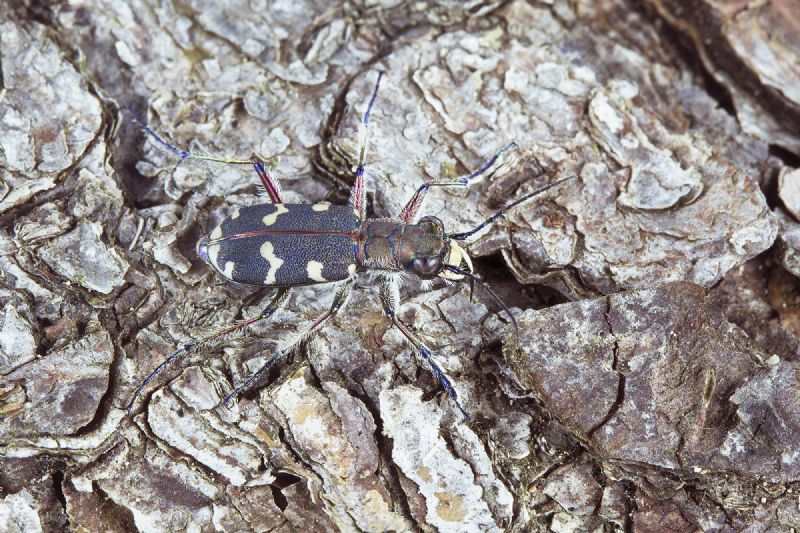 Cicindela hybrida transversalis, Carabidae